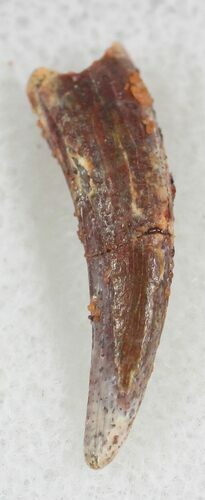 Pterosaur Tooth - Kem Kem Beds, Morocco #27633